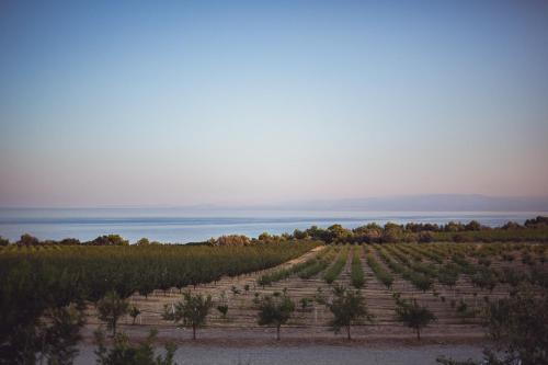 a field of crops with the ocean in the background at Masseria Agriturismo Torre Di Albidona in Trebisacce