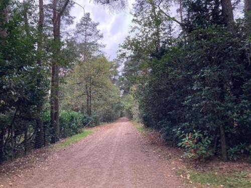a dirt road in the middle of a forest at Gierle Garden Bungalow Escape in Lille
