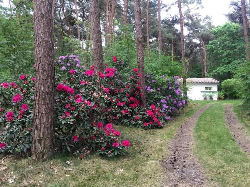 a bush of pink flowers next to a tree at Gierle Garden Bungalow Escape in Lille