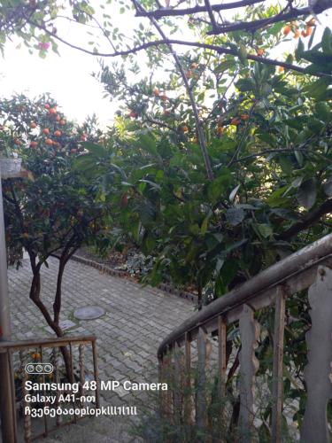 a garden with a tree with oranges on it at Downtown guest house in Kutaisi