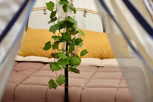 a green plant is growing in front of a bed at Árbol de la Vida Glamping Valle de Guadalupe 