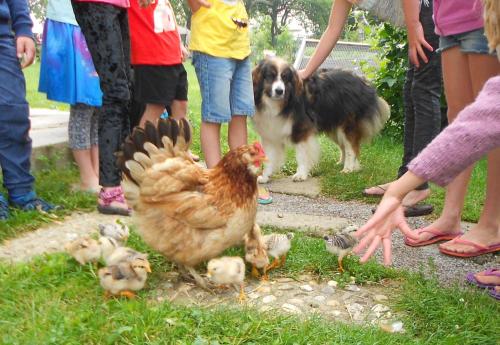 a group of people with a dog and chickens at Apartment at Sedliacky Dvor - Brezno in Brezno