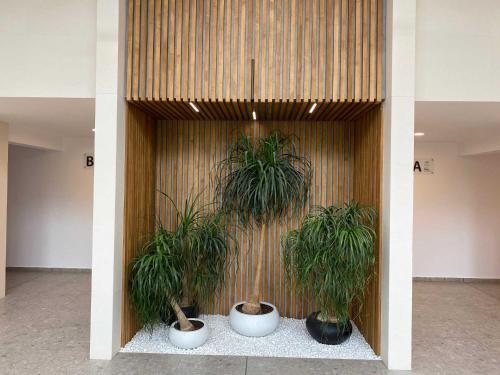 two potted plants in front of a wooden wall at Studio PAMI in St. St. Constantine and Helena