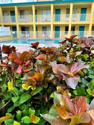 a building with a bunch of plants in front of it at Searenity, Waterside studio in the heart of Treasure Island, walk to beach in St Pete Beach