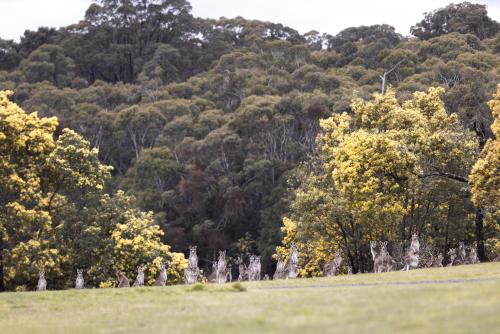 a group of trees in a field in front of a forest at Hanging Rock Views in Woodend