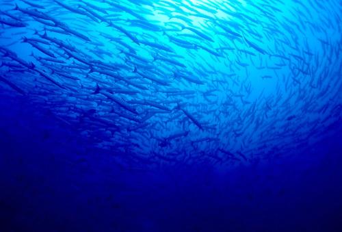 a school of fish swimming in the blue water at Sanctum Una Una Eco Dive Resort in Pulau Unauna
