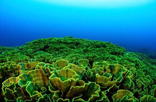 a section of a coral reef in the ocean at Sanctum Una Una Eco Dive Resort in Pulau Unauna