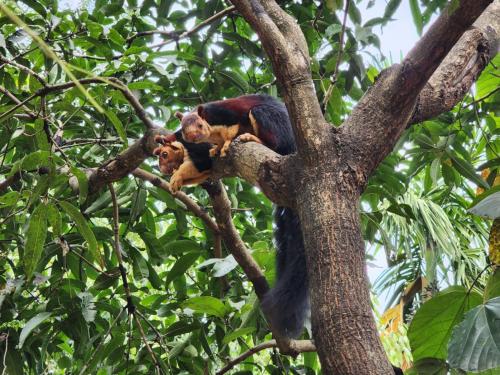 a monkey sitting on top of a tree at VanaJyotsna Forest Home in Marayoor