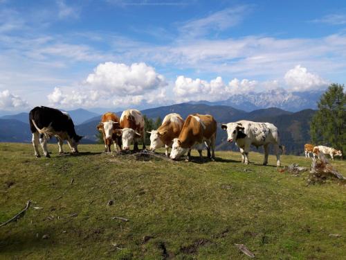 a herd of cows grazing on a grassy hill at Forsterhof in Haus im Ennstal