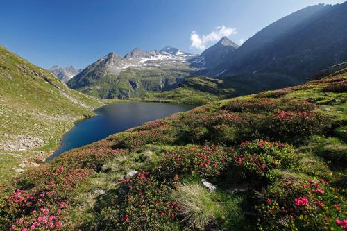 a lake in the middle of a mountain with flowers at Forsterhof in Haus im Ennstal