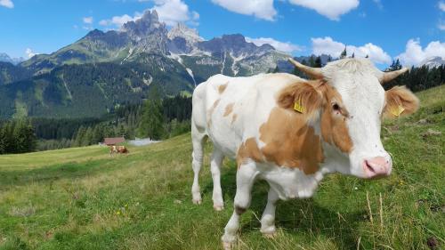 a cow standing in a field with mountains in the background at Forsterhof in Haus im Ennstal