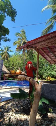 a parrot sitting on a tree branch next to a pool at Cabañas San Sebastian in Palomino