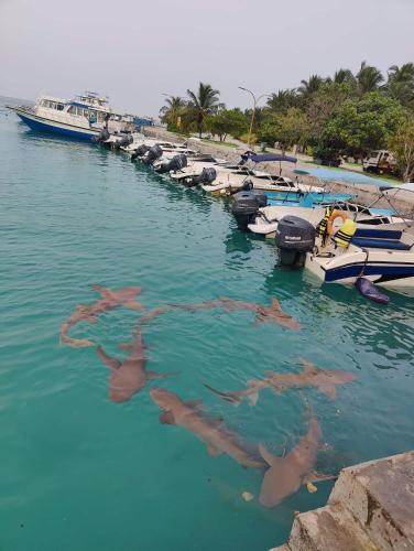 a group of sharks in the water next to boats at Rashuthere Maldives in Rasdu