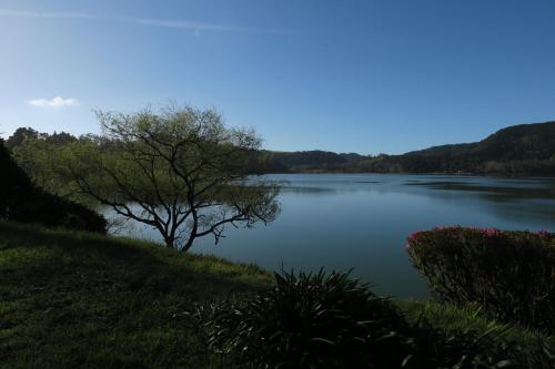 a tree sitting on the side of a lake at Casa da Tia Luísa in Furnas
