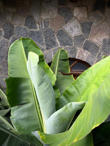 Taman di luar Casa Qatzij - Guest House, Lake Atitlan