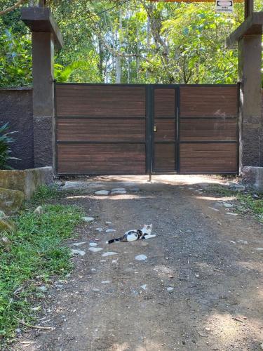 a cat laying on the ground in front of a gate at The Temple II, Mindo in Mindo
