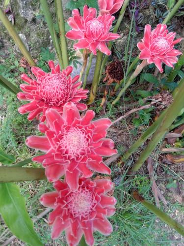 a group of pink flowers on the ground at Gal's Guesthouse in Siquijor