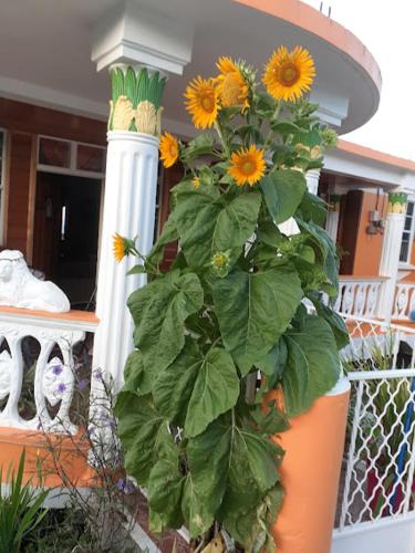 a plant with yellow sunflowers in a pot on a porch at Comfort Haven in Roseau