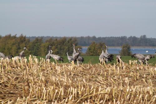 a group of birds standing in a field of corn at Pension Schwalbenhof in Klausdorf Mecklenburg Vorpommern