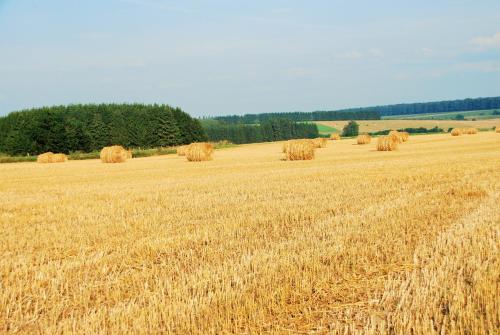 a large field of hay with bales in it at Au Four in Bras-Haut
