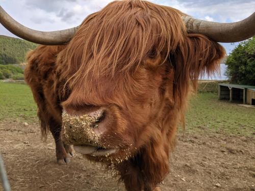 a cow with long horns standing in a field at Loch Melfort Hotel in Ardfern