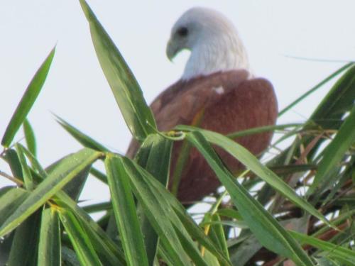 a bird sitting on top of a tree at Bentota Home Stay in Bentota