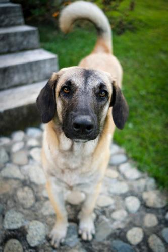 a brown dog standing on a stone walk way at La Perla Negra - Black Pearl Eco Hostel in San Rafael