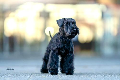 a small black dog sitting on a sidewalk at Zenit Luxury Marina Village Appartement in Olhão