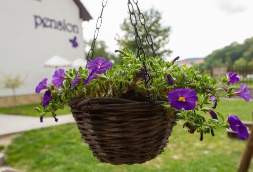 a hanging flower basket with purple flowers in it at Pension Fialka in Český Krumlov