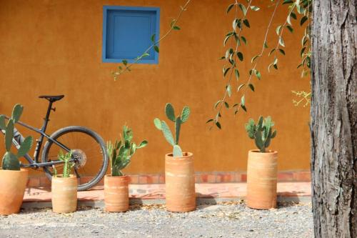 un grupo de cactus y una bicicleta frente a un edificio en NOMAD Hostal - Barichara, en Barichara