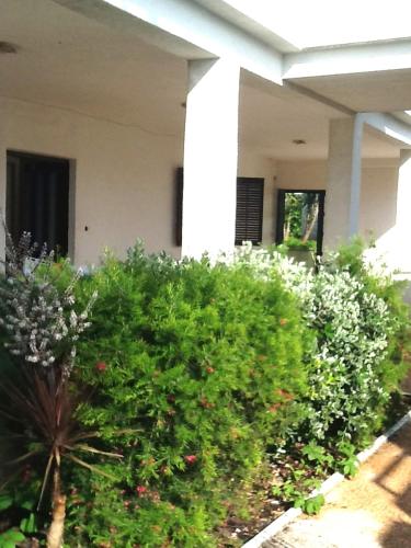 a group of bushes in front of a building at Villa Tamaris on the beach in Podstrana