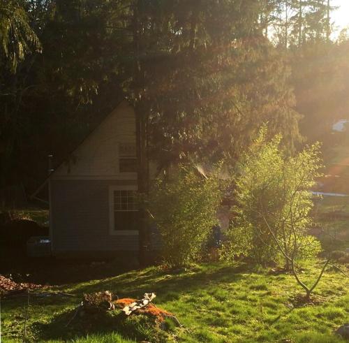 a house in a yard with a tree at Cozy ,artistic cottage in a garden setting close to the beach and hiking trails. in Powell River