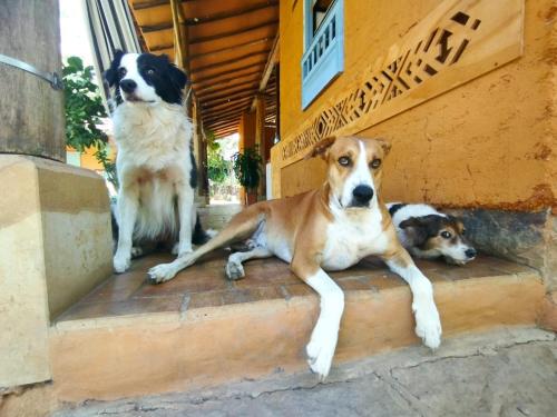 tre cani seduti sui gradini di un edificio di NOMAD Hostal - Barichara a Barichara