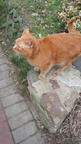 an orange cat is standing on a sidewalk at Olchowy Młyn in Międzychód