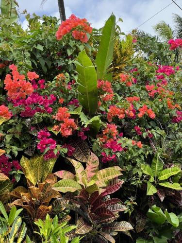 a display of flowers and plants in a garden at Teresinajamaica in Saint Annʼs Bay