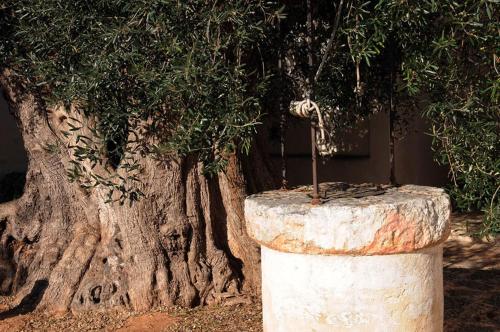 a large tree with a pole in front of it at Masseria Torre Del Diamante in Torre Canne