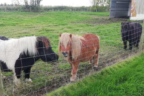 un par de ponis parados detrás de una valla en Dreve14, en Staden