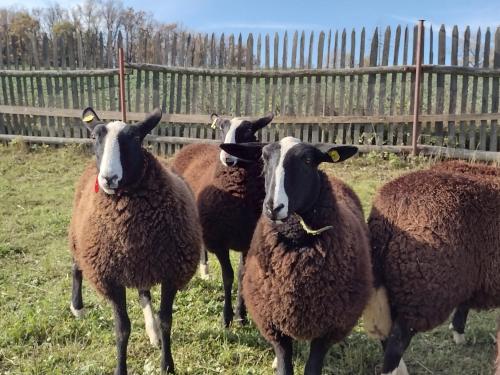 a group of sheep standing in a field at Holiday Home U Černých Ovcí in Náměšť nad Oslavou