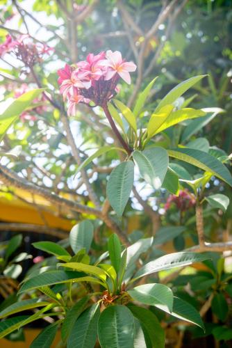 a plant with pink flowers and green leaves at Blooms Apartments in Pereybere