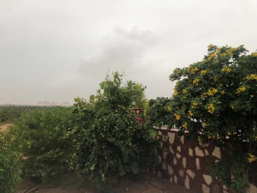 two trees on top of a stone wall at شاليه العلا in Madain Saleh