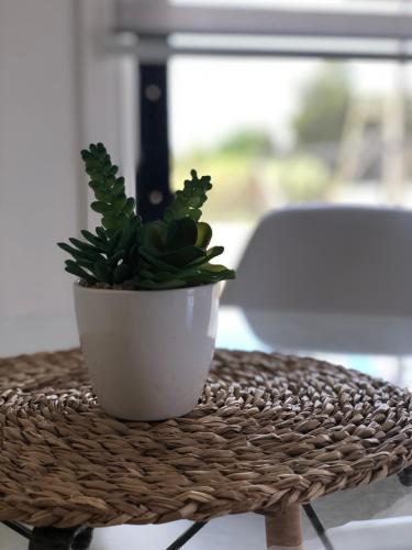 a potted plant sitting on top of a table at Departamento Los Canelos, a metros de Avenida Las Industrias- Incluye, NETFLIX DirecTV aire acondicionado, Internet in Los Ángeles