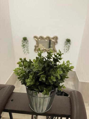 a potted plant sitting on top of a table at BF BOUTIQUE JEREZ in Jerez de la Frontera