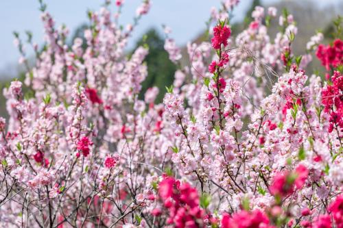 a bunch of pink flowers in a field at グランピング　星が見の杜 in Nakatsugawa