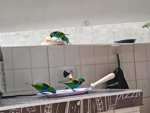 three birds sitting on top of a counter at NATURE SUÍTES em Ilhabela,próxima as melhores praias do Sul in Ilhabela