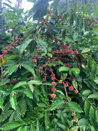 a bunch of red berries on a tree with green leaves at FernHills Homestay in Madikeri