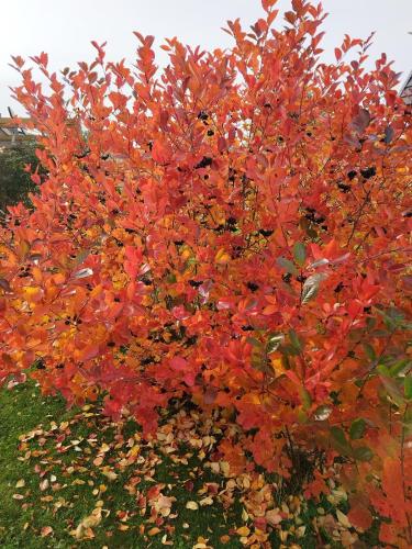 a tree with red leaves in a garden at Zymbiańsko Chałupa 1 z balią na wyłączność in Ząb