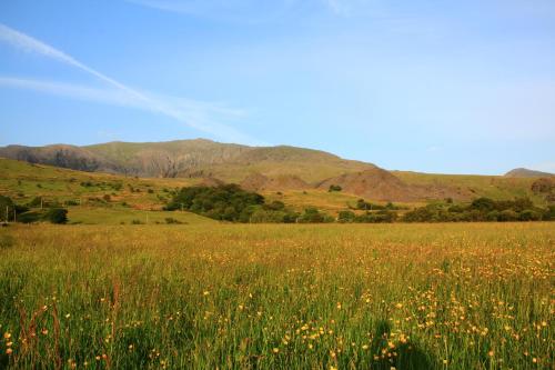 a field of grass and flowers with mountains in the background at Aberdunant Hall in Porthmadog