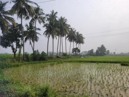 a rice field with palm trees in the background at TANJORE HOME STAY in Thanjāvūr