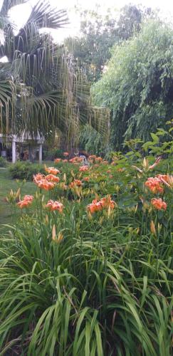 Κήπος έξω από το Armonía y Naturaleza B&B Hostería Exclusiva