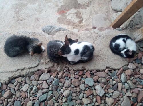 a group of three cats laying on the ground at COSMOS nature Lodge and Spiritual community in Dahab